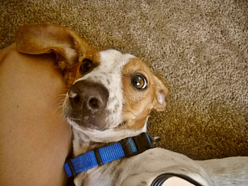 rocko, dog, sweet, cute HD wallpaper