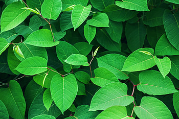 Leaves, Plant, Macro, Branches HD wallpaper