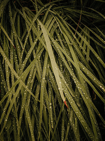 Grass, Drops, Macro, Wet, Dew HD phone wallpaper