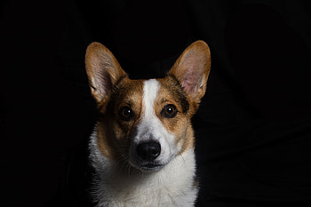 Dark, Dog, Muzzle, Welsh Corgi HD wallpaper