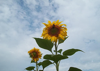 Flowers, Sunflowers, Sky, Clouds, Couple, Pair HD wallpaper