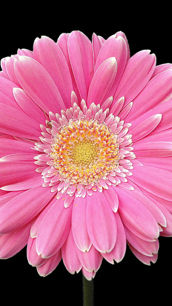 Earth gerbera, Nature's marvel, Floral beauty, Vibrant colors HD phone wallpaper
