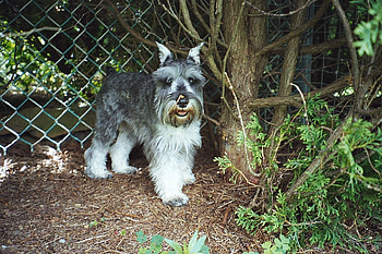 Schnauzer, salt and pepper, puppy, mini HD wallpaper