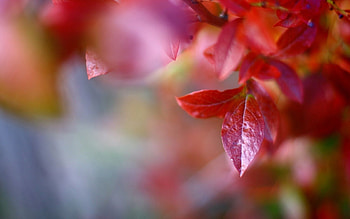 Nature, Trees, Autumn, Leaves, Macro, Branch HD wallpaper