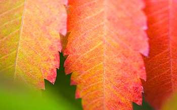 Macro, Sheet, Leaf, Carved, Dry, Veins HD wallpaper