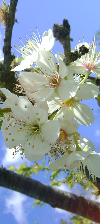 Blossom Breeze — & Android, nature, blossom HD phone wallpaper