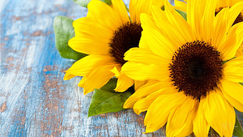 Bright Sunflowers, summer, sunflowers, fall, floral, autumn, flowers, Thanksgiving, harvest HD wallpaper