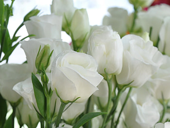 Plants, Holidays, Flowers, Roses, Postcards, March 8, International Women's Day (Iwd) HD wallpaper
