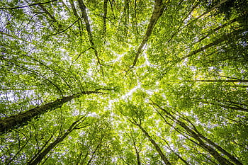 Looking up through the dense green canopy in a vibrant forest, showcasing nature's beauty. HD wallpaper