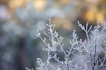 Plant, Macro, Branches, Frost, Hoarfrost HD wallpaper