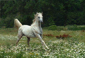 ONE WITH NATURE, gallop, arabian, horse, flowers HD wallpaper