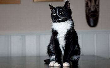 Animals, Cat, Is Sitting, Sits, Paws, Black And White, Black-And-White HD wallpaper