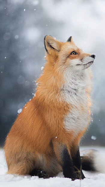 Fox, Wild, Animal HD phone wallpaper
