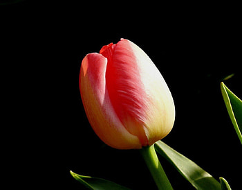 Sweet tulip, sweet, tenderness, delicate, leaves, petals, flower, tulips HD wallpaper