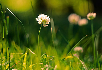 Plants, Flowers HD wallpaper