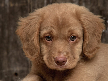 Animals, Dogs HD wallpaper