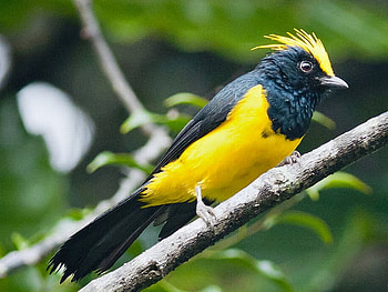 Beautiful Bird, cool, beautiful, bird HD wallpaper