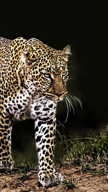 Confident wildlife walk leopard, Animal HD phone wallpaper