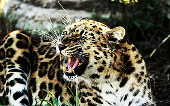 Animals, Leopard, Aggression, Grin, Spotty, Spotted, Big Cat, Evil HD wallpaper