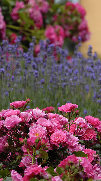 Beautiful Flowers Roses, Rose, Garden HD phone wallpaper