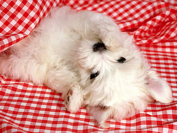 Cutie, sweet, animal, dog, puppy, white, red, cute HD wallpaper