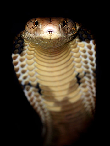 King Cobra's beauty, Reptilian splendor, Snake graphy, Captivating HD phone wallpaper