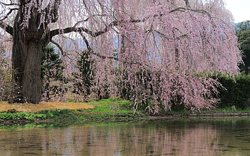 Nature, Flowers, Rivers, Trees, Branch HD wallpaper