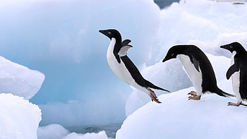 penguin full HD wallpaper