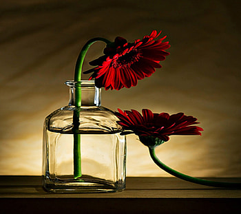 Daisy, Vase, Two, Still life, Reflection, Srem, Spring HD wallpaper