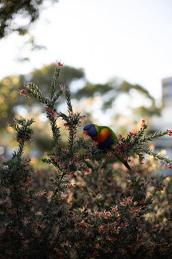 Animals, Parrots, Plant, Bright, Bird, Branches HD phone wallpaper
