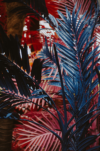 Nature, Leaves, Plant HD phone wallpaper