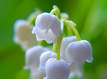 Fragrance in white, white, flowers, lily of the valley, green HD wallpaper
