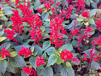 Flowers, Bright, Greens, Flower Bed, Flowerbed HD wallpaper