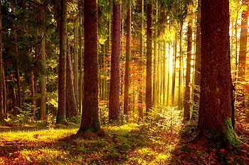 Sunlight in autumn forest, rays, golden, sunlight, glow, fall, sunbeams, trees, autumn, forest, foliage HD wallpaper
