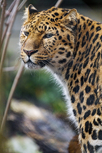 Animals, Leopard, Predator, Big Cat, Stains, Spots, Sight, Opinion HD phone wallpaper