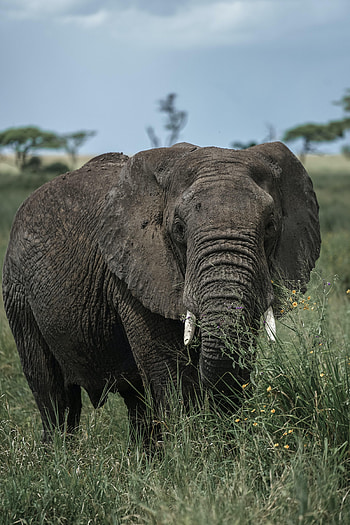 Animals, Grass, Animal, Elephant, Tusks HD phone wallpaper