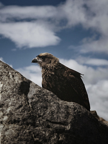 Animals, Rock, Bird, Wildlife, Hawk HD phone wallpaper