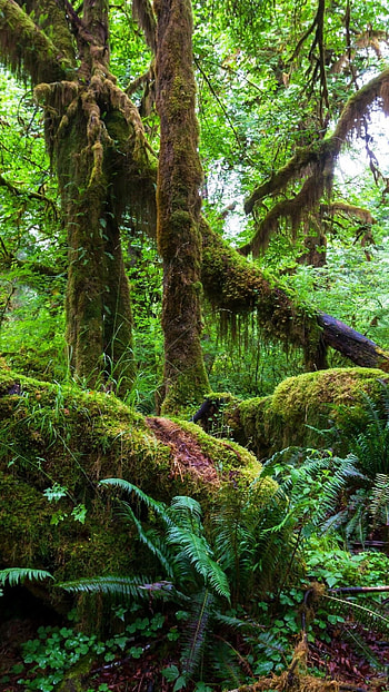 Tropical rainforest beauty, play collection, High resolution, Exotic scenery HD phone wallpaper