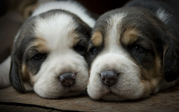 Animals, Dog, Muzzle, Spotted, Spotty, Puppies HD wallpaper