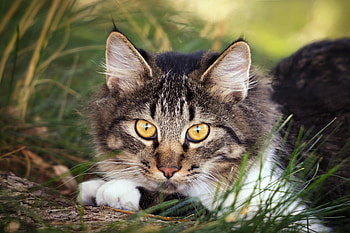 Outdoor, feline, grass, muzzle, cat HD wallpaper