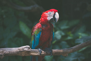 Animals, Parrots, Bird, Branch, Macaw HD wallpaper
