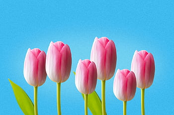 Bright pink tulips against a vibrant blue sky, symbolizing spring and renewal. HD wallpaper