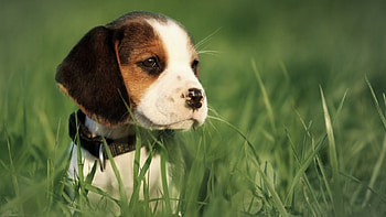 Dog, sweet, pay, dogs, puppies, cute, beautiful, beauty, playful, playful dog, puppy, dog face, pretty, animals, face, bubbles, lovely HD wallpaper