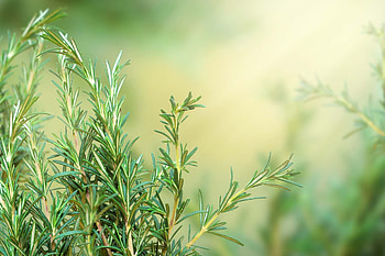 Rosemary petitti, Petitti garden centers, Garden centers, Rosemary HD wallpaper
