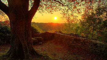 Setting Sun, wall, nature, sun, forest, sunset, evening, tree HD wallpaper