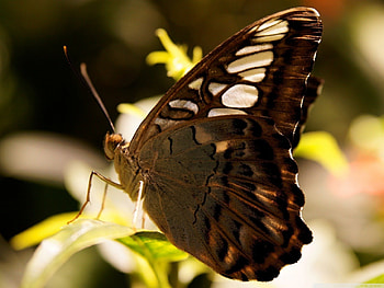 DARK BUTTERFLY, animal, wild, dark, close up, butterfly, incest, nature, marco HD wallpaper