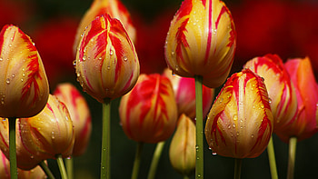 Plants, Flowers, Tulips HD wallpaper