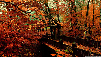 Autumn Bridge, bridge, nature, Autumn, seasons HD wallpaper