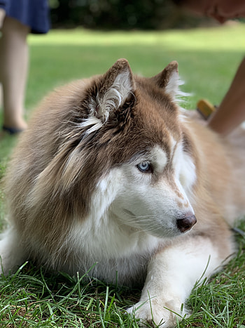 Husky, mammal, grass HD phone wallpaper