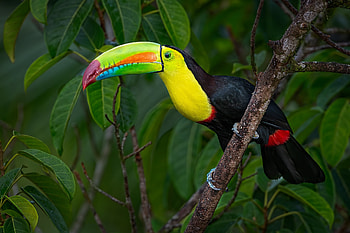 Bird on branch, Keel-billed toucan, Eye-catching , Wildlife graphy HD wallpaper